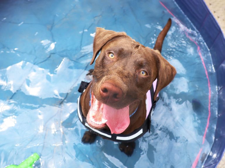 Loki the Labrador cools off in the warm weather. Photo: Dogs Trust