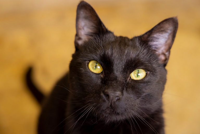 162 cat cruelty complaints were received by the RSPCA in Shropshire last year. Photo: RSPCA