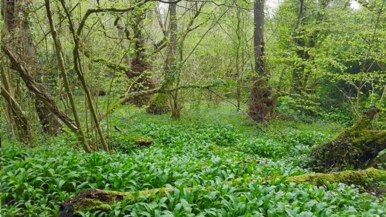 Telford nature reserve is flourishing