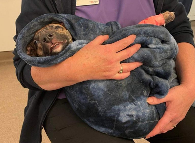 The charity has released the heart-breaking figures as part of its Summer Cruelty Appeal. Photo: RSPCA