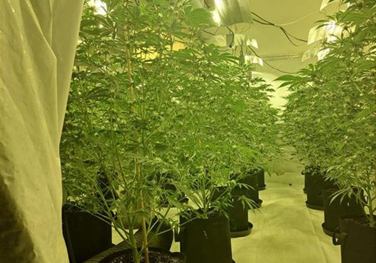 Cannabis plants were seized from the address. Photo: West Mercia Police