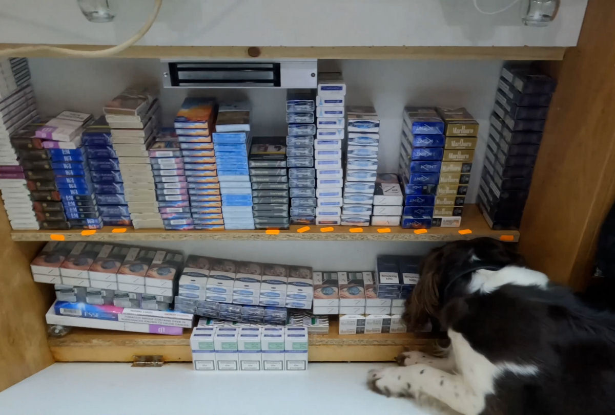 Springer Spaniel, Griff, sniffs out a stash of illegal goods under the counter during a raid on a shop in Telford and Wrekin