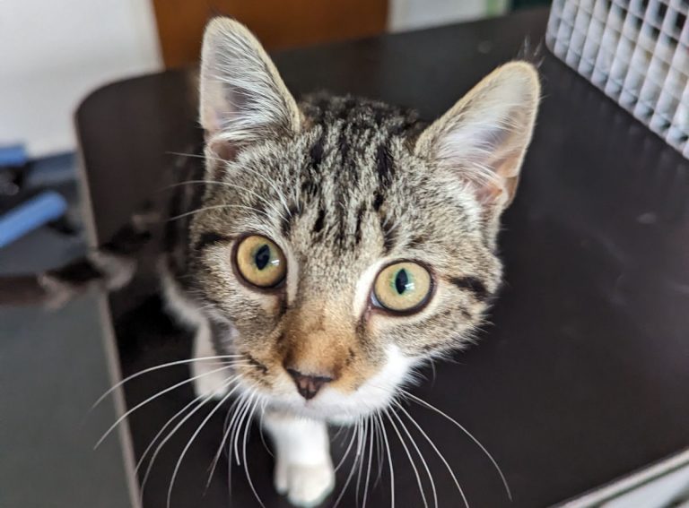 The kitten has been nicknamed Apley - after where he was found. Photo: RSPCA