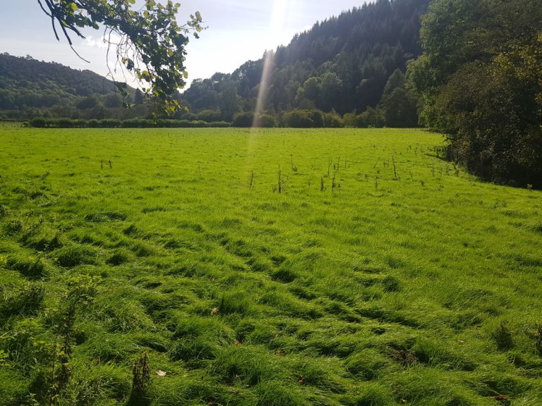 The new wood is being created at Bucknall. Photo: Forestry England