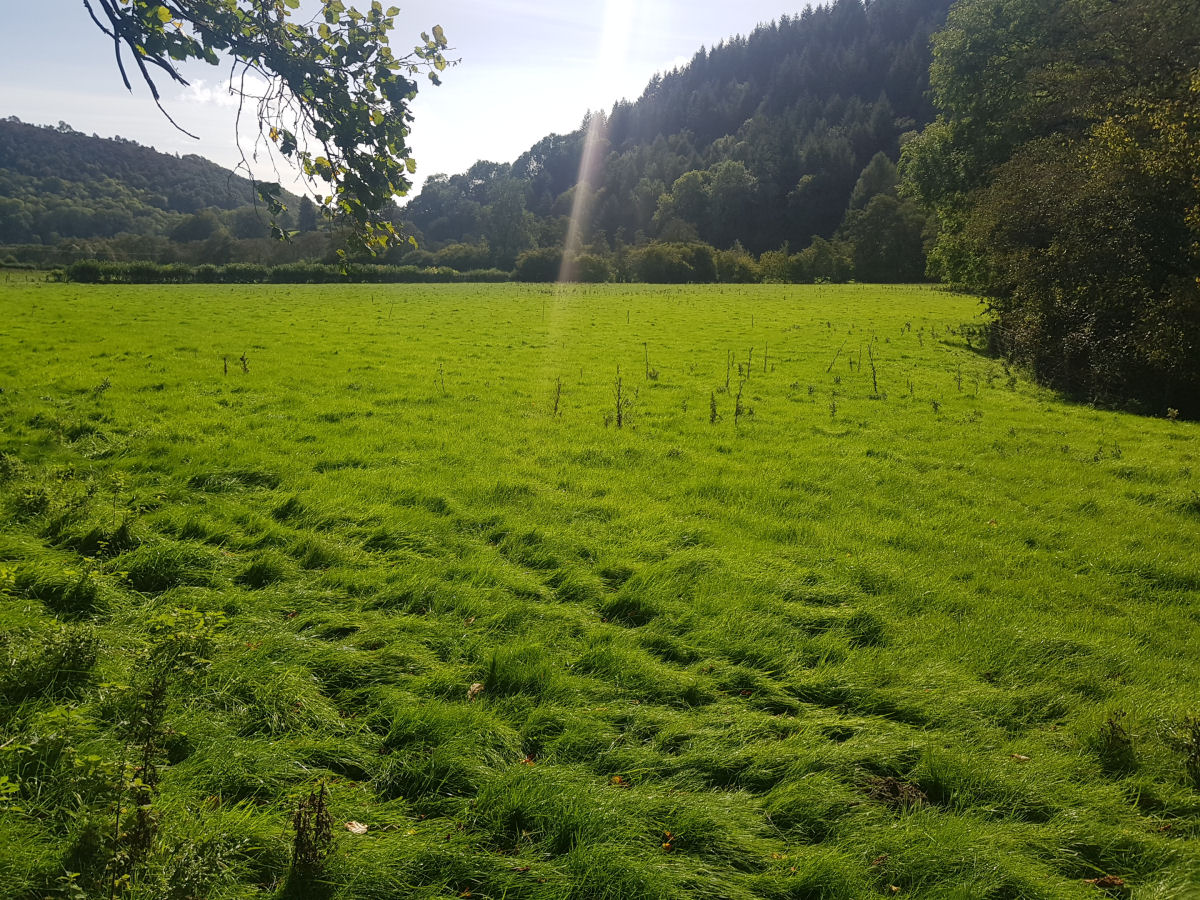 The new wood is being created at Bucknall. Photo: Forestry England 