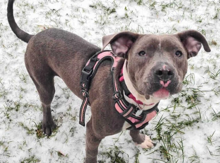 Poppy came into RSPCA care in poor condition after being rescued she is looking for a home via the team at RSPCA Gonsal Farm Animal Centre near Shrewsbury.