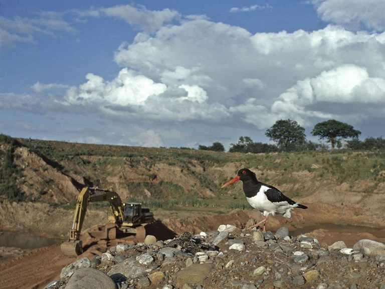 Stuart Lawrence’s image of an oystercatcher at the Ellesmere quarry.