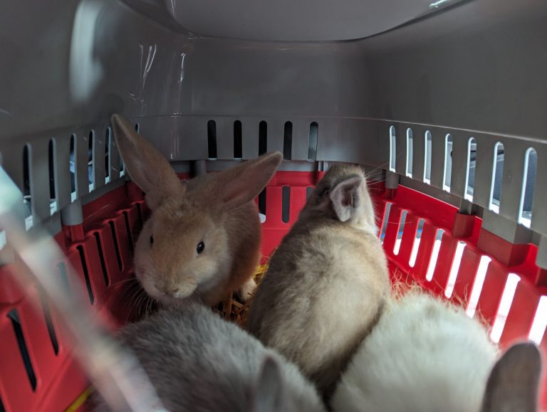 The rabbits were found in a cat carrier on a country lane at Exfords Green. Photo RSPCA