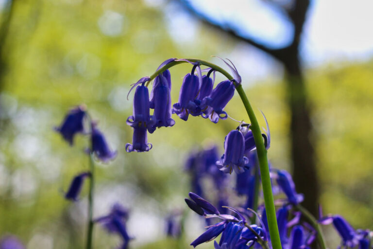 Bluebell Walk in the “As You Like It” Wood for Macmillan Cancer Support