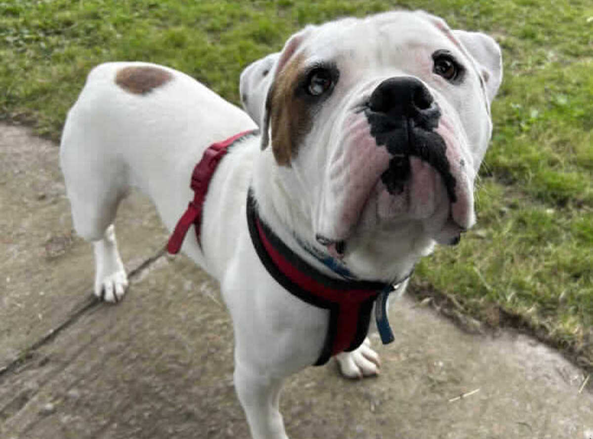 Pets at RSPCA Gonsal Farm Animal Centre looking for a new forever home include Tyson, a one year old crossbreed, who came into RSPCA care after he was found living in unsuitable conditions