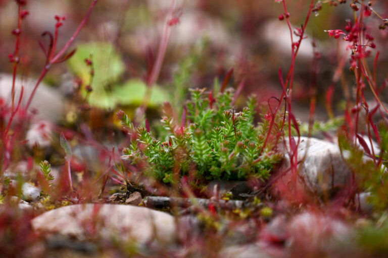 5,000 heather plugs were planted out at Mose Farm on the Dudmaston Estate. Photo: Alex Murison