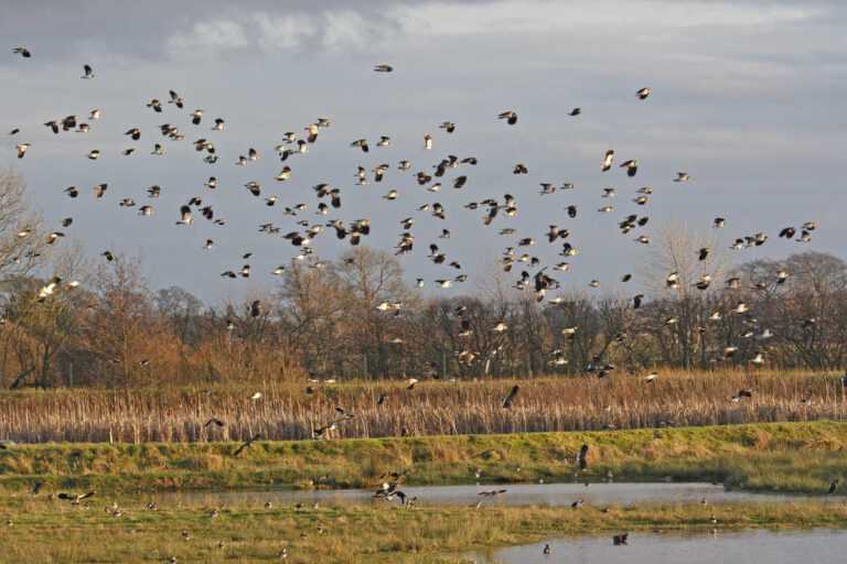 Wood Lane Nature Reserve near Ellesmere. Photo: John Hawkins/Shropshire Wildlife Trust
