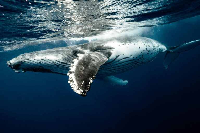 The Whale Song - Delve into the enchanting world of humpback whales and their remarkable ability to communicate through song