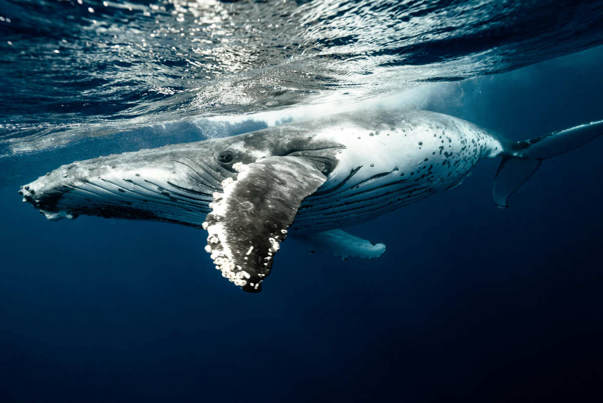 The Whale Song - Delve into the enchanting world of humpback whales and their remarkable ability to communicate through song