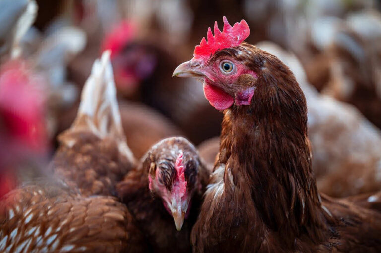 Shropshire border intensive chicken shed plans overturned after legal challenge
