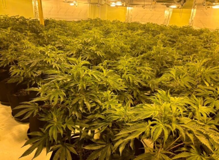 Fourteen rooms full of cannabis plants at various stages of growth were discovered. Photo: West Mercia Police
