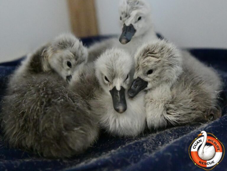 The hatched Cygnets pictured in May at Cuan Wildlife Rescue