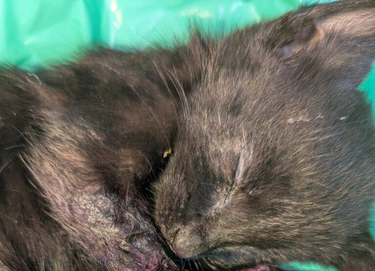 One of the kittens that was found in Craven Arms. Photo: RSPCA