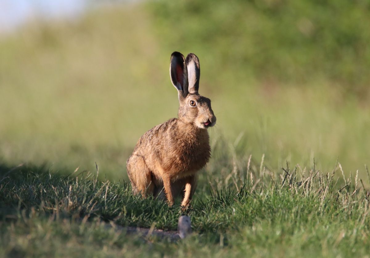A generic photo of a Hare