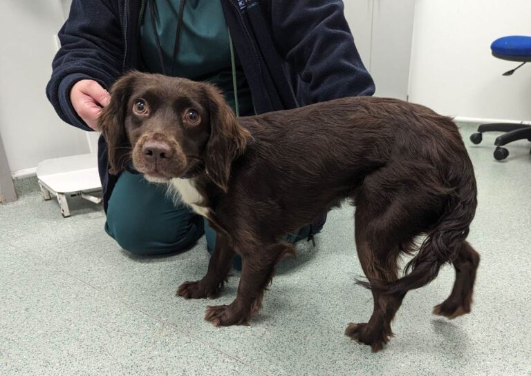 Spaniel puppy Bella was kicked by her owner and carried by the lead around her neck in the West Midlands - with her physical and emotional abuse captured on doorbell camera footage. Photo: RSPCA