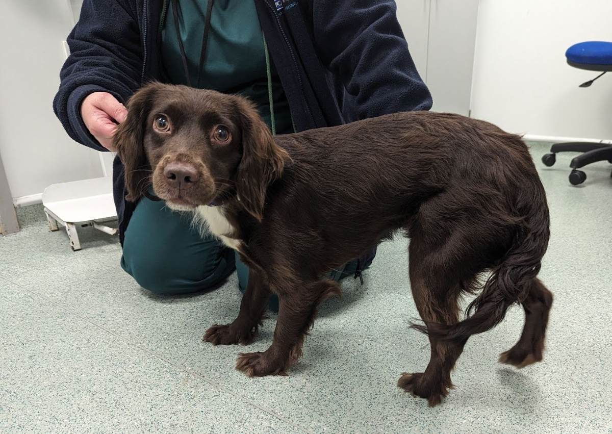 Spaniel puppy Bella was kicked by her owner and carried by the lead around her neck in the West Midlands - with her physical and emotional abuse captured on doorbell camera footage. Photo: RSPCA