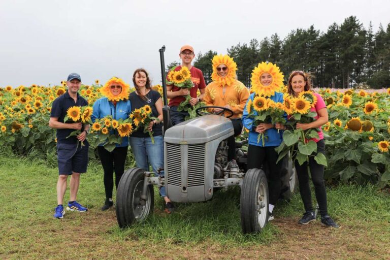 Shropshire Petal Fields, a collaboration between Shropshire Festivals and Shropshire Petals, donated nearly 400,000 sunflowers