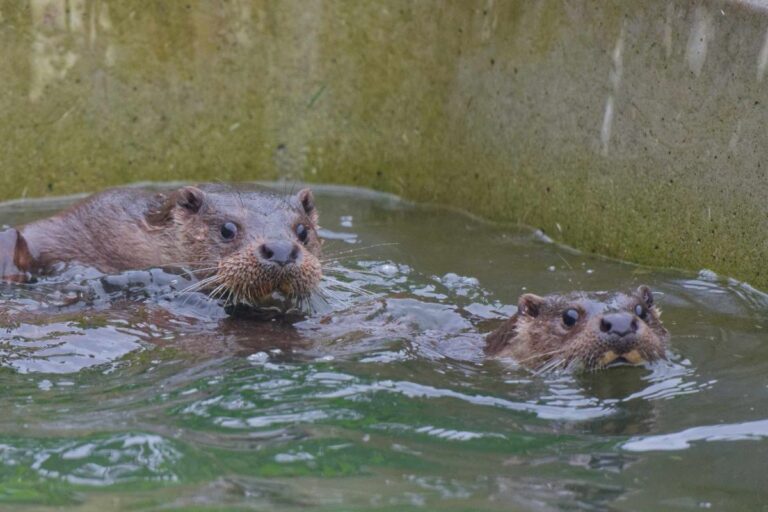 Rescued Otters Karma and Kismet. Photo: Colin Seddon