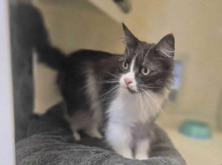 Elsa arrived at RSPCA Gonsal Farm Animal Centre after her owner sadly passed away