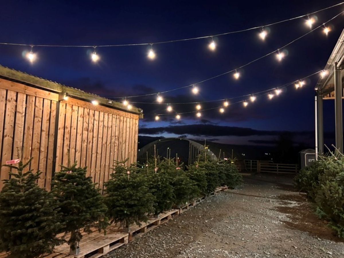 Visitors will be spoilt for choice with over 1,500 freshly cut Christmas Trees