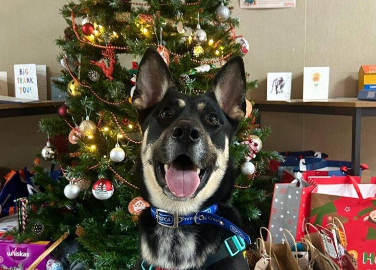 Lulu, a German Shepherd crossbreed at RSPCA Gonsal Farm, is currently looking for a home. Photo: RSPCA