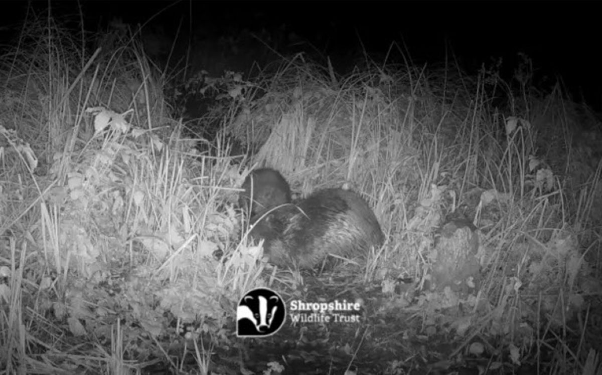 The kit is the offspring of parents Beryl and Bertie. Image: Shropshire Wildlife Trust