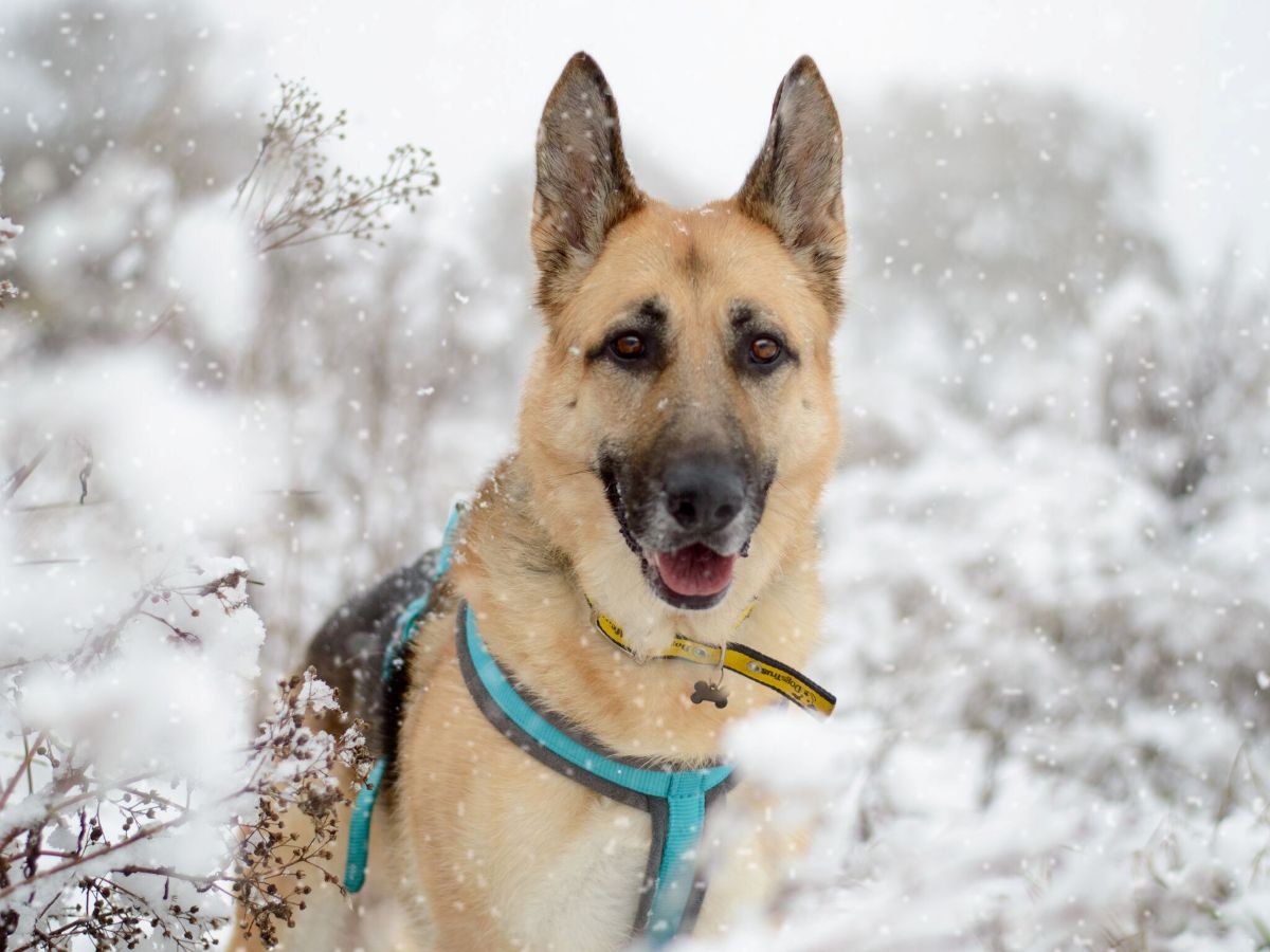 Cold snap caution - Dogs Trust warns owners to keep dogs off the ice