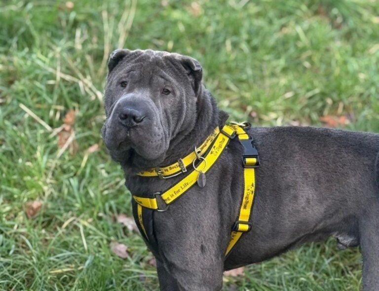 Three-year-old Shar Pei Hank, who is grey in colour, went missing on Saturday morning